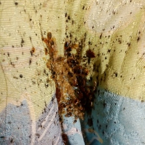 Обработка от насекомых в квартире Нижний Тагил
