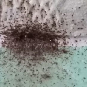 Уничтожение насекомых – Нижний Тагил