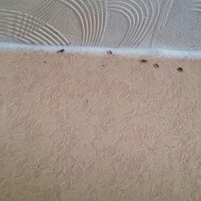 Уничтожение тараканов в квартире цена Нижний Тагил