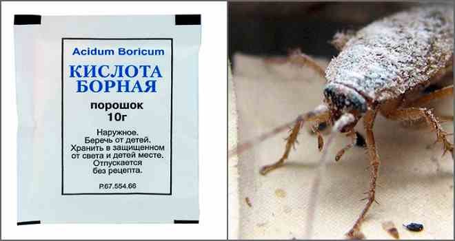 Борная кислота от тараканов – отзывы в Нижнем Тагиле