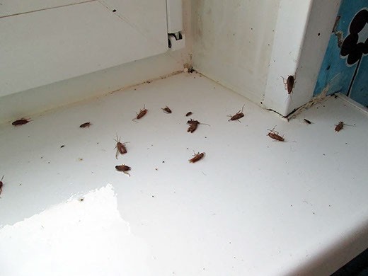 Дезинфекция от тараканов в Нижнем Тагиле – цены