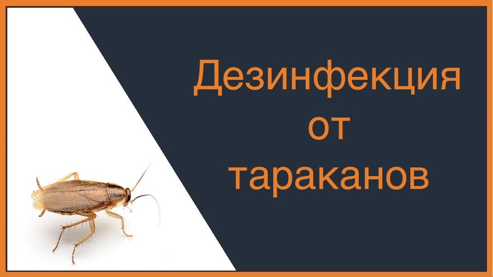 Дезинфекция от тараканов в Нижнем Тагиле