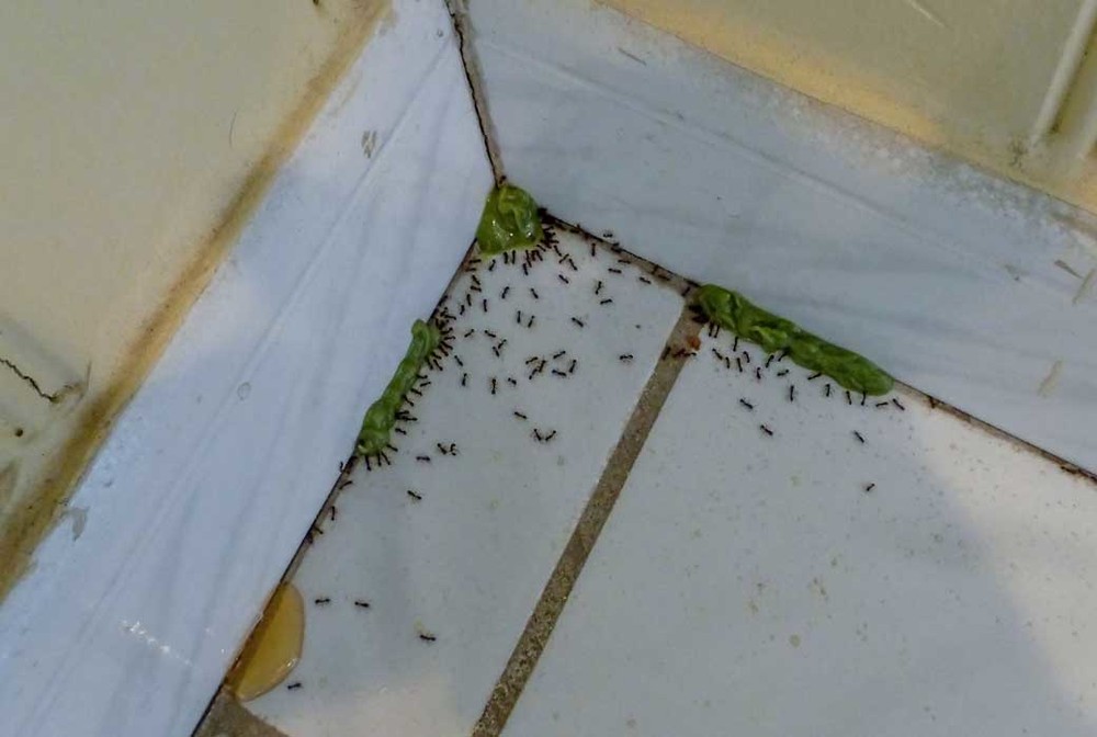 Обработка от муравьев в Нижнем Тагиле
