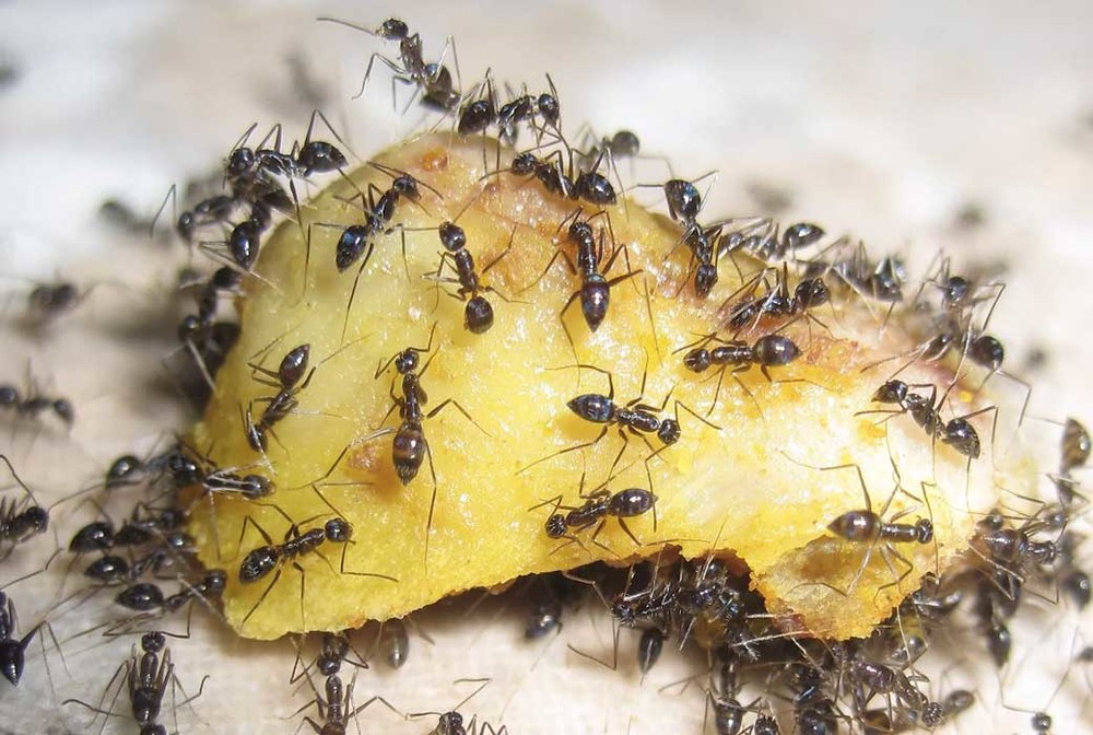 Уничтожение муравьев в квартире в Нижнем Тагиле