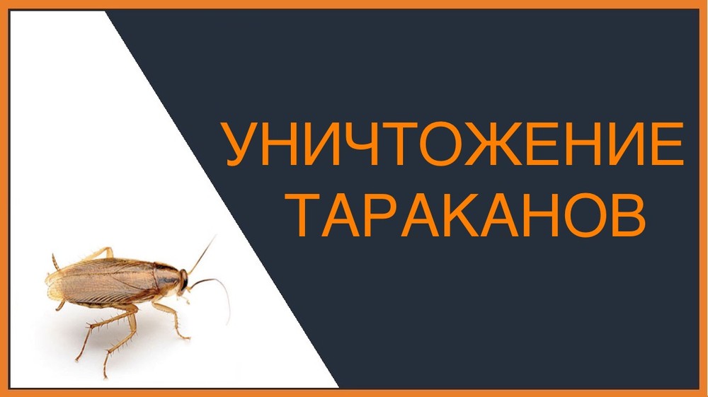 Уничтожение тараканов в Нижнем Тагиле